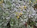 Chinese Wormwood